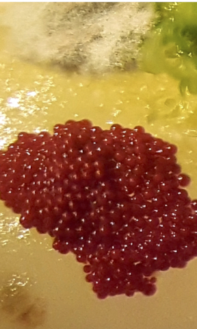 algae_article_2020_croped_3